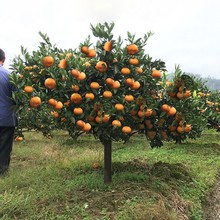 批发早熟黄岩无核蜜桔苗嫁接桔子树苗甜橘子黄岩蜜桔果树苗当年结