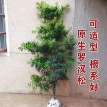 苗圃直销罗汉松树苗大树庭院盆栽大小叶雀舌罗汉松造型室内外种植