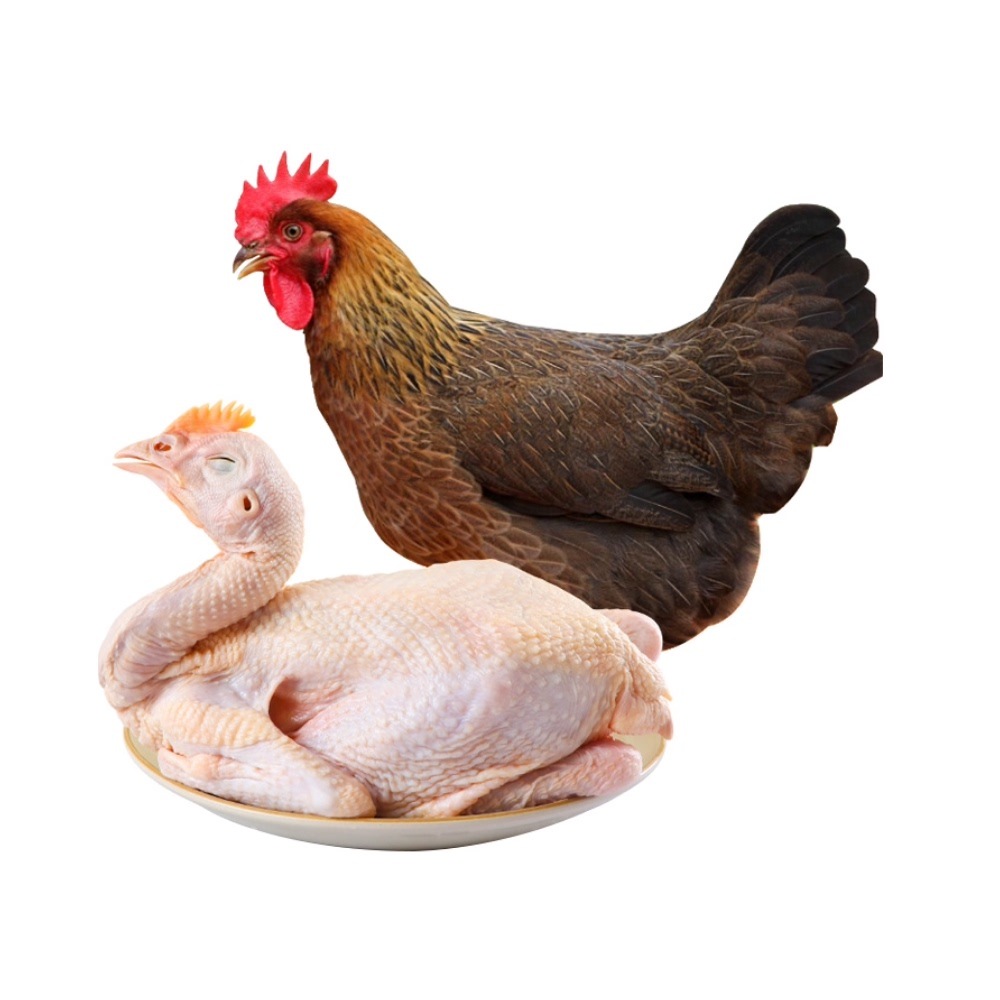 温氏清远麻鸡800g山林慢养土鸡正宗农村散养清远鸡走地鸡生鲜食品