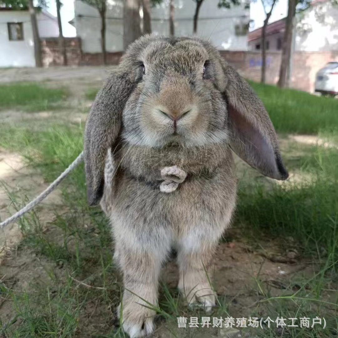 纯种公羊兔种兔活体大型肉兔巨型白色公羊兔垂耳兔幼兔成年兔定金