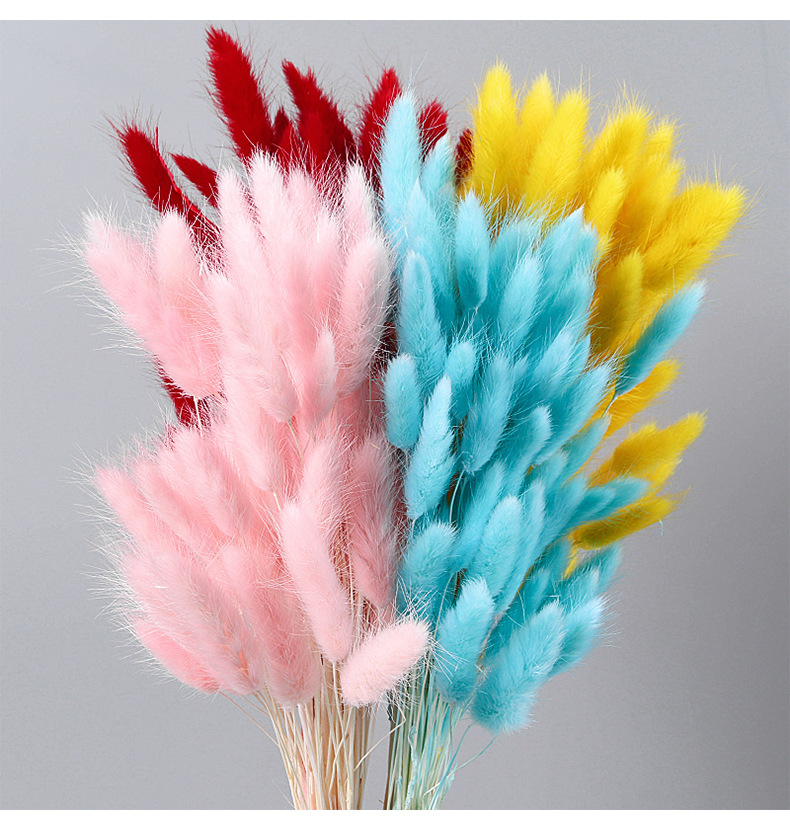 云南现货兔尾草干花束染色永生花狗尾巴草插花居家花艺配材批发