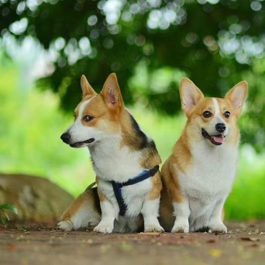 纯种柯基幼犬活体小型犬双色柯基狗幼犬柯基三色小短腿幼崽出售
