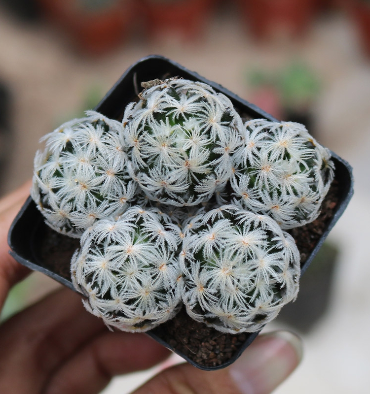 杜威丸群实生仙人球多头群生开花软毛勾刺仙人掌桌面防辐射小盆栽