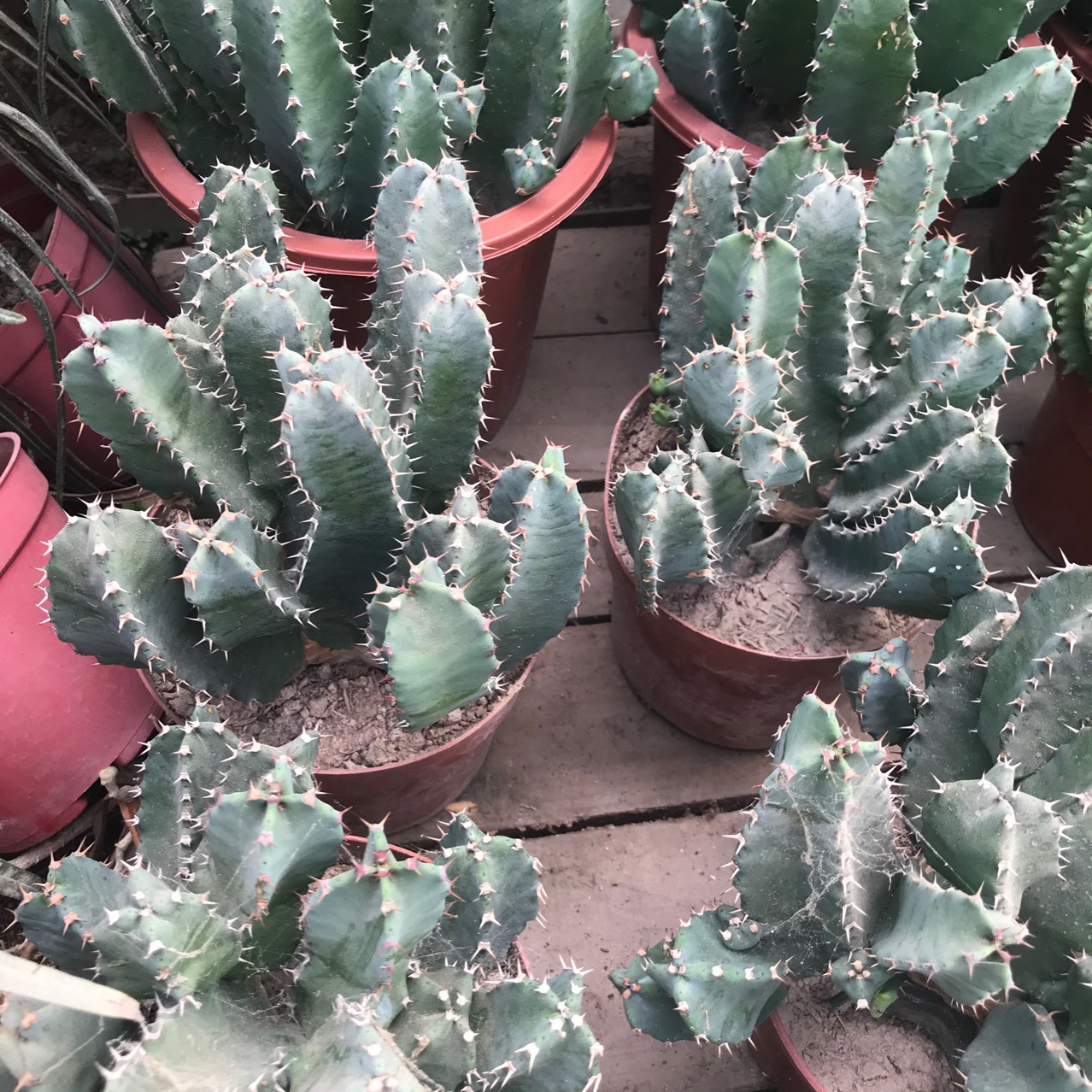 大戟科白角麒麟四角麒麟仙人球仙人掌仙人柱多肉植物