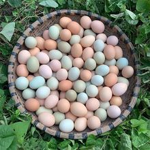 零食土鸡蛋散养农村农家新鲜柴鸡蛋草鸡蛋笨鸡蛋绿壳乌鸡蛋批发