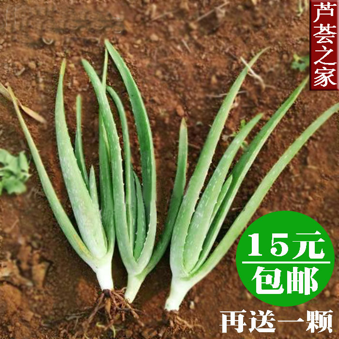 美国库拉索芦荟绿植小苗盆栽净化空气美容食用包邮-阿里巴巴