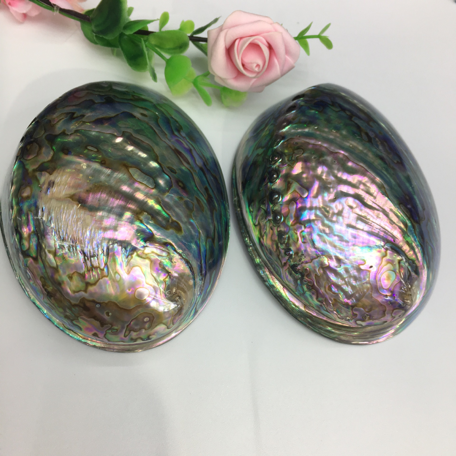 10-13cm新西兰鲍鱼贝 鱼缸水族天然贝壳 蓝色鲍鱼壳 贝壳 鲍鱼壳