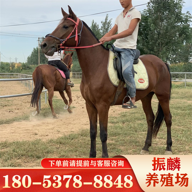 跑马场在安徽周边有吗 骑乘马 半血马 伊犁马出售各种马匹价格