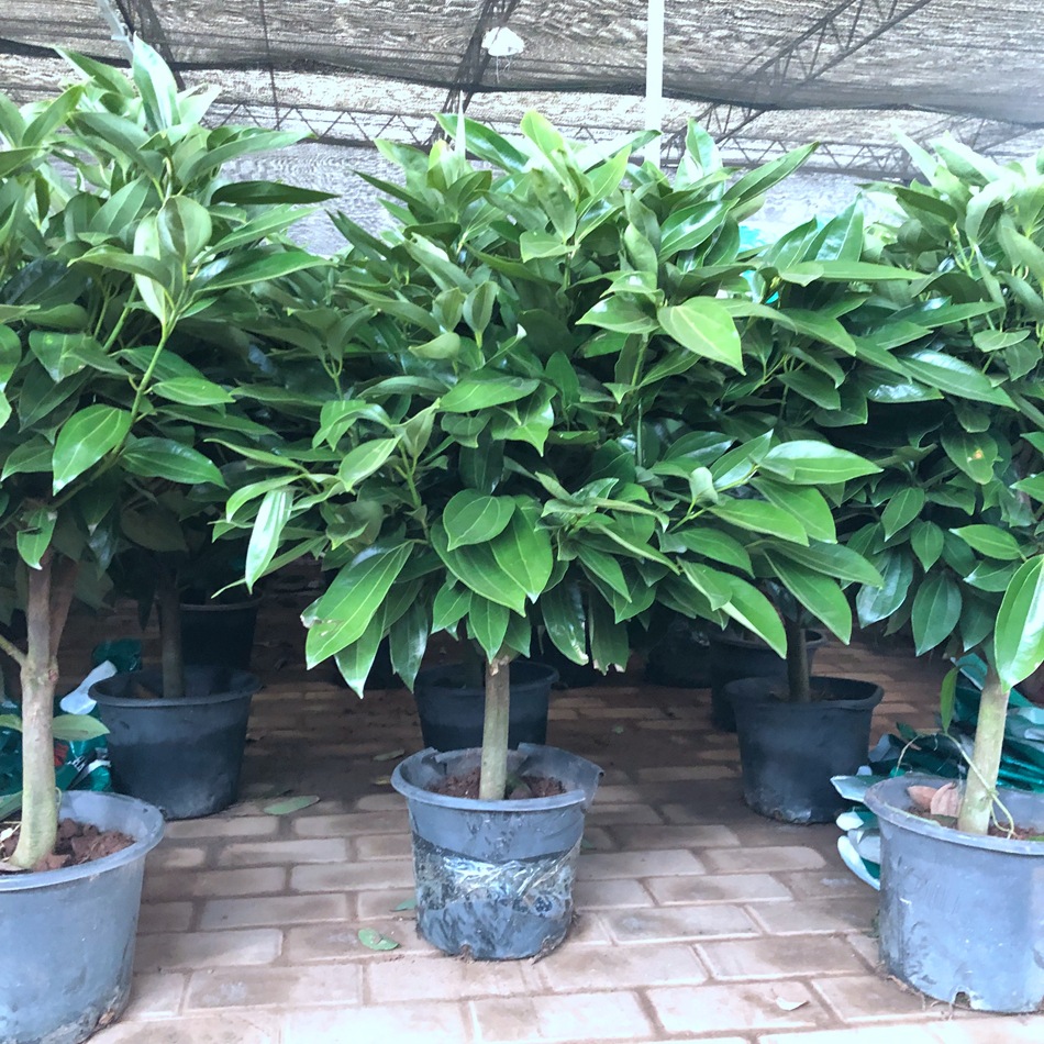 平安树盆栽 兰屿肉桂 红头屿肉桂 台湾大叶肉桂 室内外绿化苗木