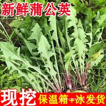 蒲公英新鲜的现挖山野菜婆婆丁花叶草苗东北蘸酱菜应季野生菜苦菜