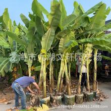 福建香蕉树基地批发 各种南方热带植物芭蕉小米蕉产地直供价格