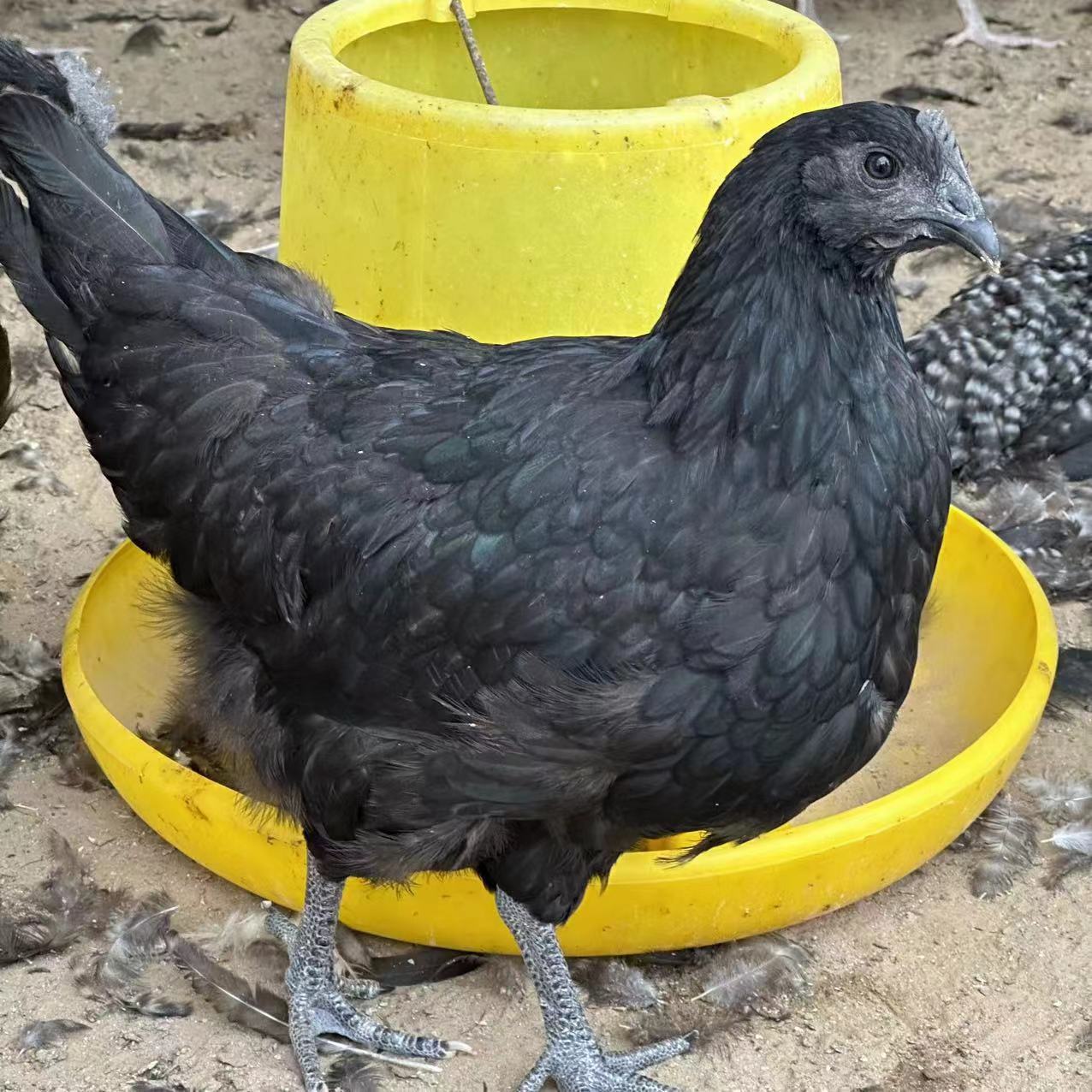 纯种五黑鸡活体幼苗 五黑鸡成品 脱温五黑鸡小鸡幼苗五黑鸡小鸡