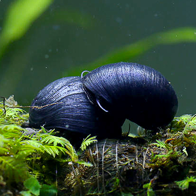 【鲍鱼螺】-鲍鱼螺厂家,品牌,图片,热帖-阿里巴巴