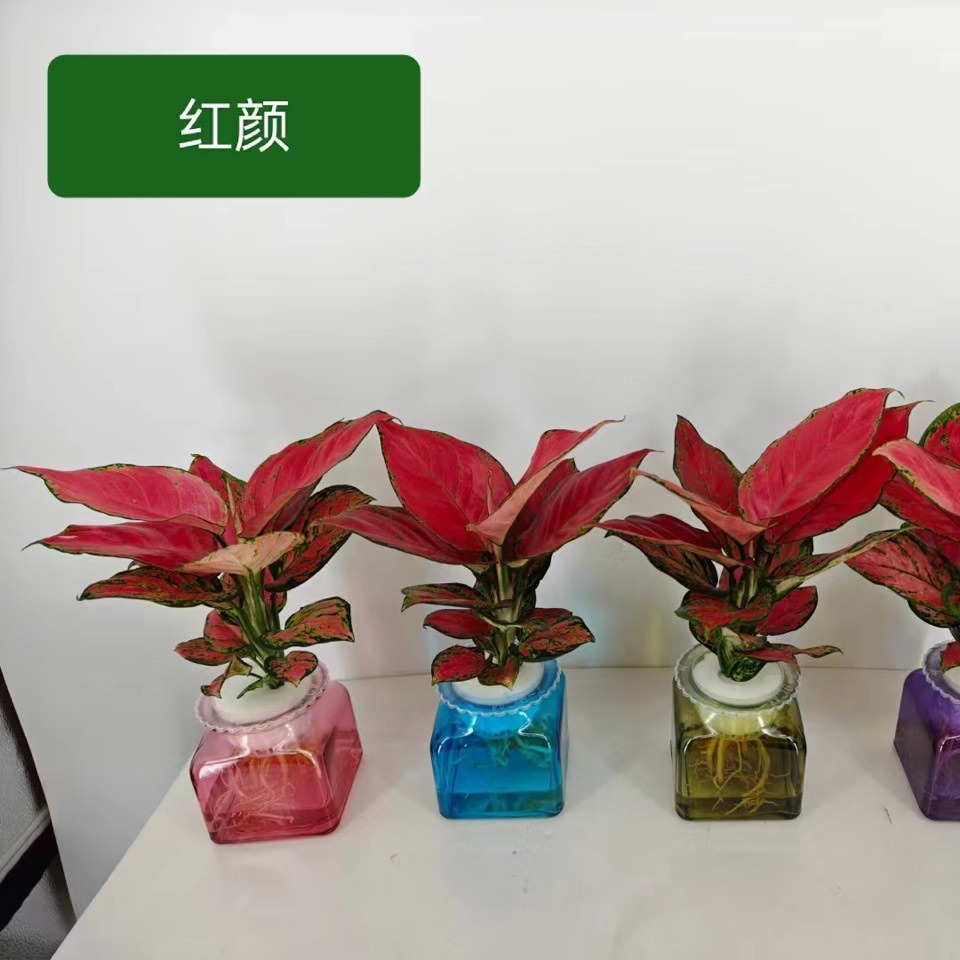 吉利红颜绿植花卉盆栽室内客厅办公红色植物观赏吸水盆 吉利红