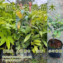 四大名贵苗木海南沉香黄花梨金丝楠木树苗珍稀植物小叶紫檀苗庭院