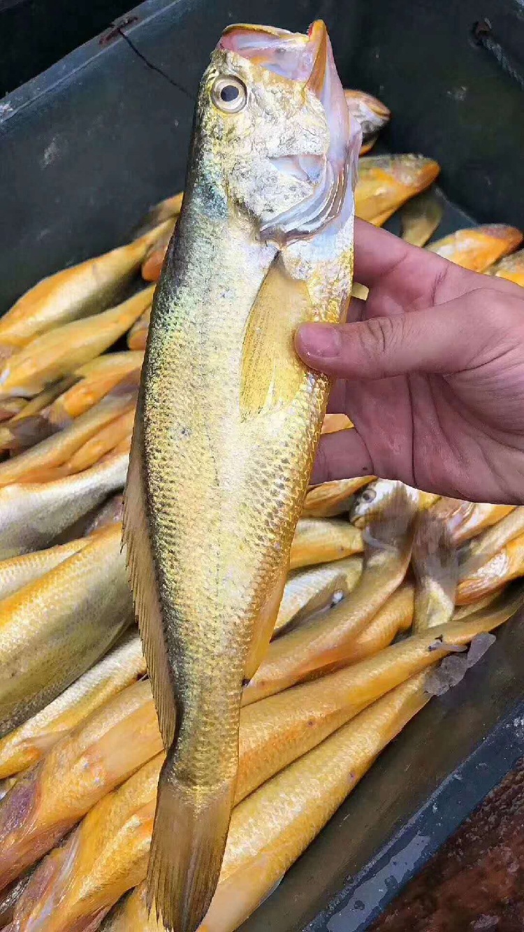 正宗天然大黄花鱼海钓黄鱼新鲜天然大黄瓜鱼3-5两规格东山岛海鲜