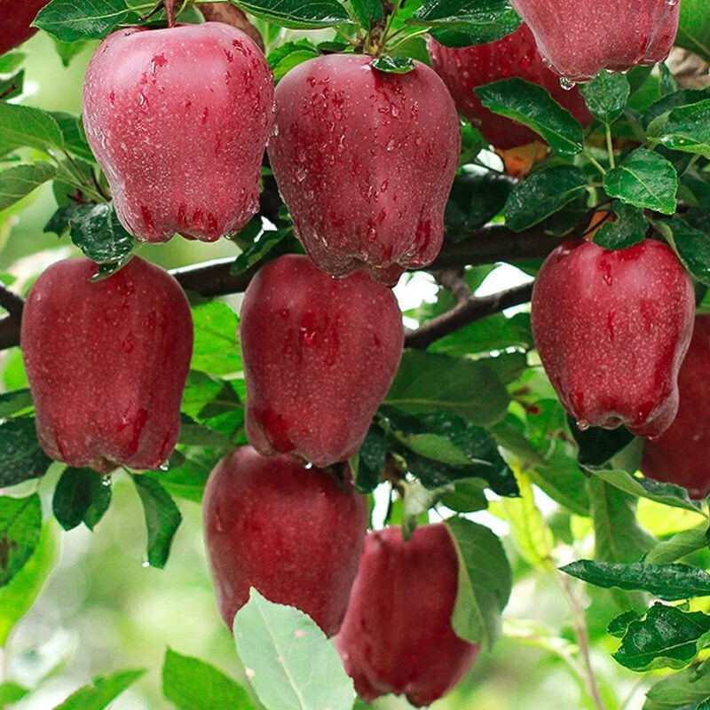 花牛苹果正宗甘肃天水10斤水果新鲜整箱当季糖心红蛇粉面丑平安果