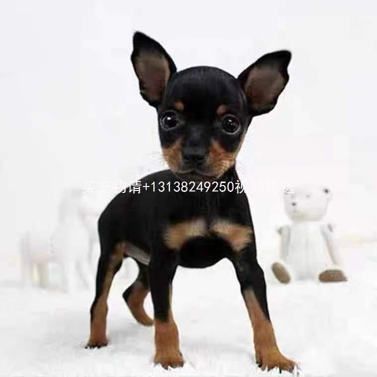 铁包金小鹿犬幼犬纯种棕色迷你杜宾犬小型吉娃娃不掉毛宠物狗活体