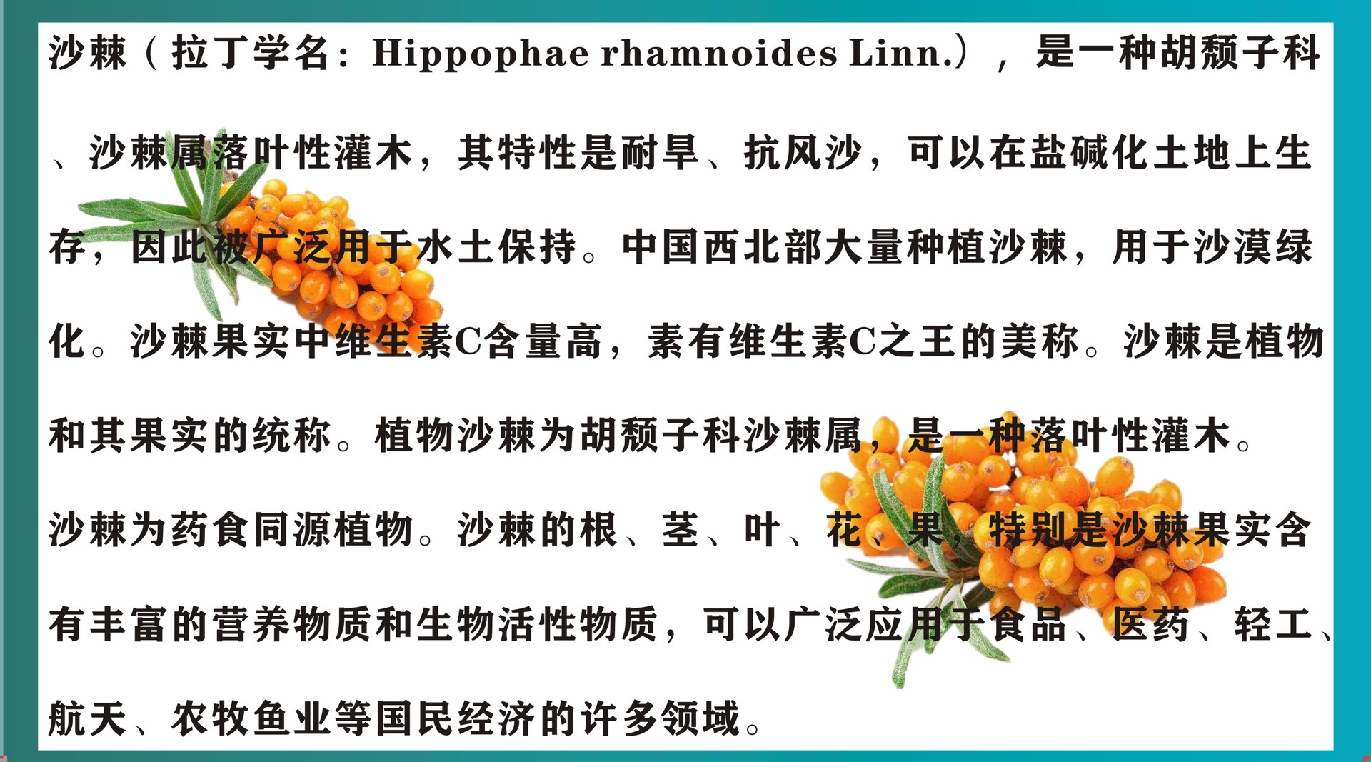 沙棘-简介