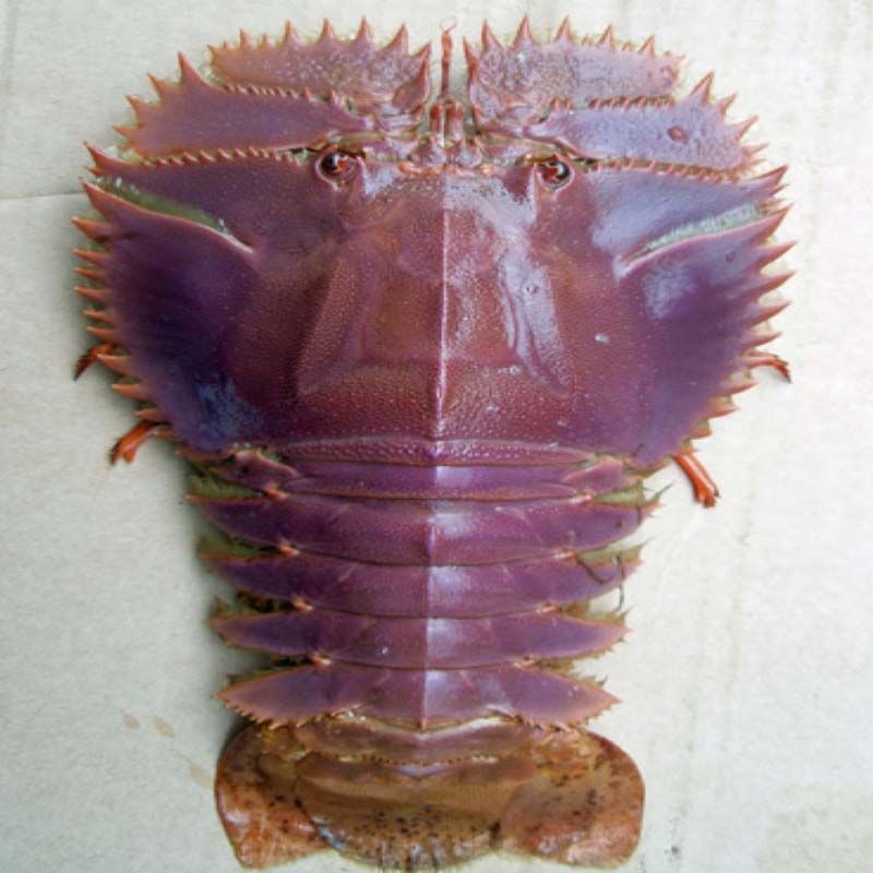 福建野生鲜活琵琶虾新鲜扇虾虾排刺身海鲜活虾海虾3件包邮顺丰