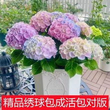 绣球花苗盆栽庭院花八仙花盆栽绣球花大苗无尽夏绣球室卉室外庭院