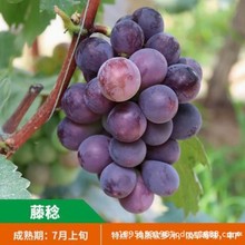 销售甜蜜无核蓝宝石藤念树苗葡萄苗 南北方种植甜蜜蓝宝石葡萄苗
