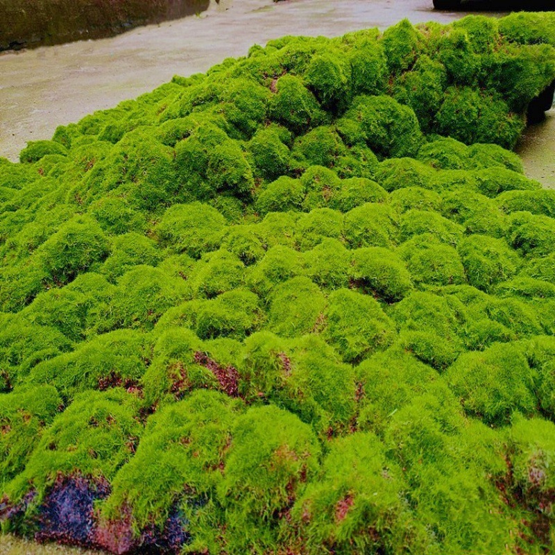 仿真苔藓草坪 青苔草皮 植物墙背景面橱窗婚庆盆景盆栽假装饰青苔