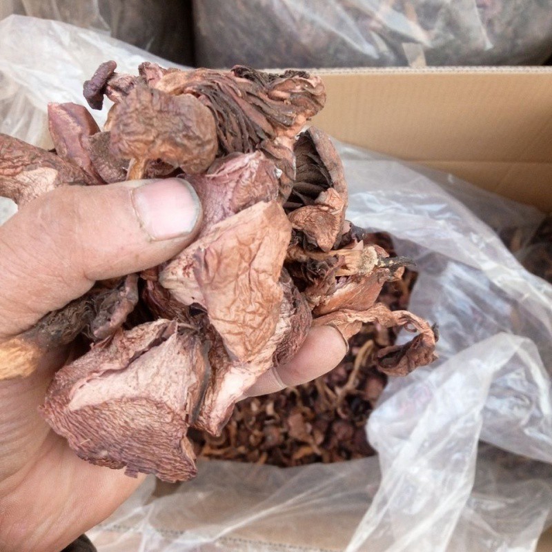 红蘑野生肉蘑松伞蘑松树蘑红蘑菇东北特产野生蘑菇自然晾晒干新货