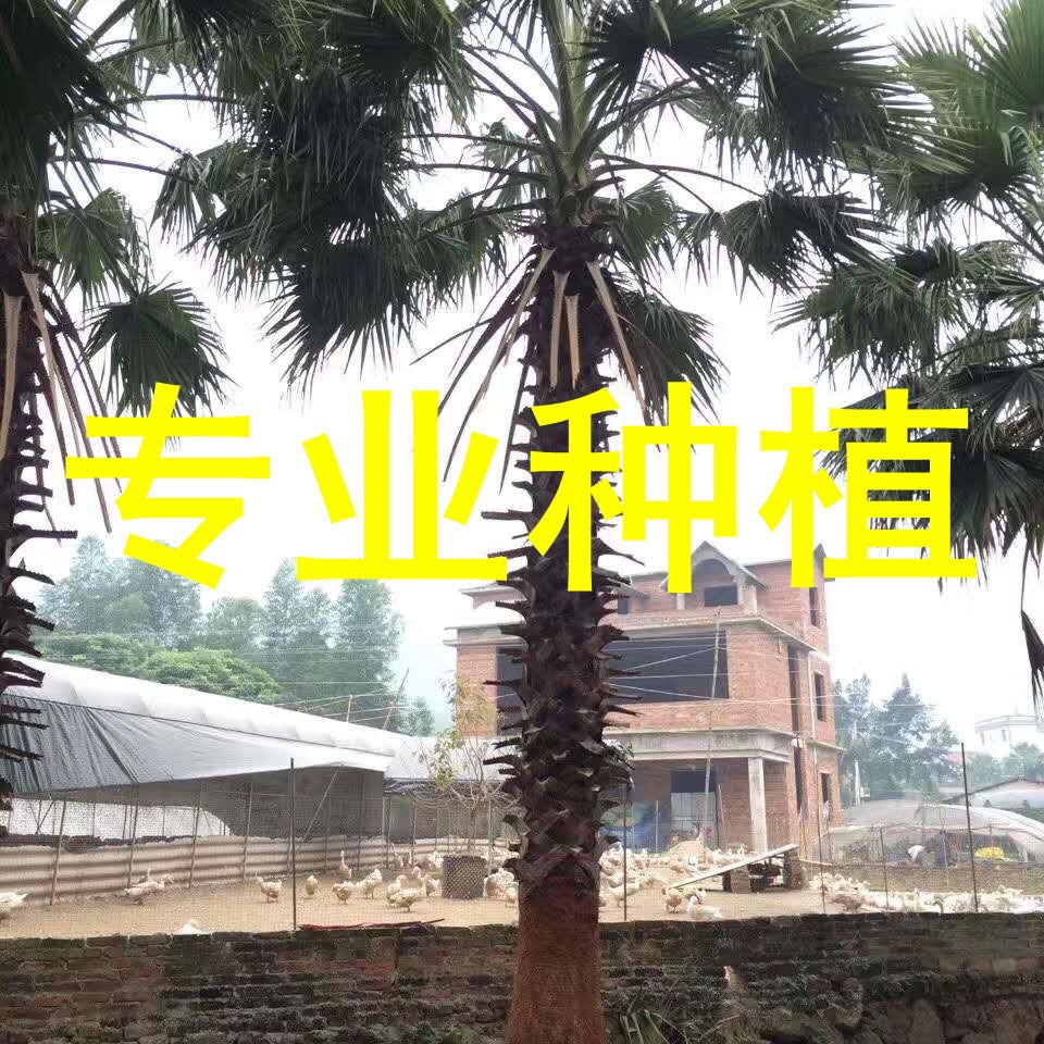 老人葵树 华棕 杆高7米 自然高度9米 漳州华盛顿棕榈基地 棕榈树