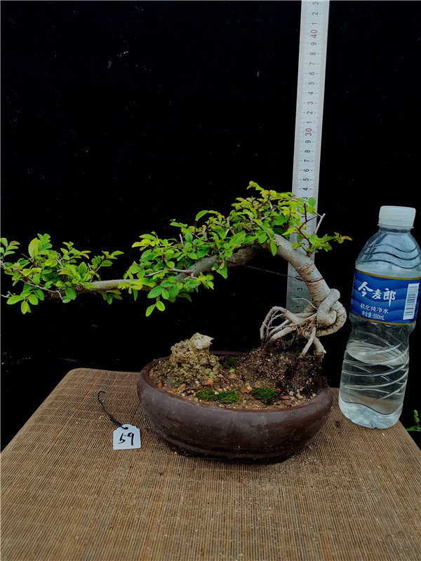 厂家直营悬崖式小叶榆树盆景榔榆盆景临水式榔榆盆景一物一拍悬崖