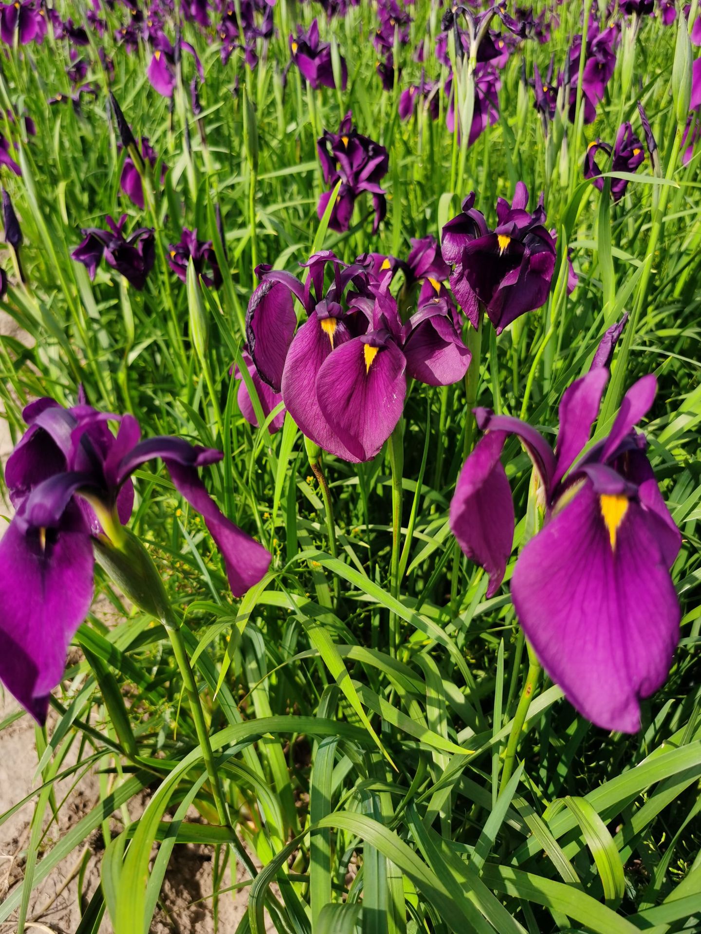 销售耐寒宿根花卉紫花鸢尾绿化工程花海公园绿地耐旱耐贫瘠