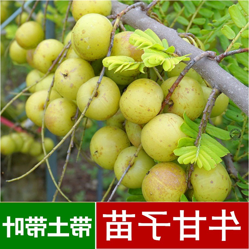 42成交8相似批发基地牛甘子苗油甘果余甘果树苗 原生改良小苗盆栽结果