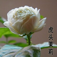 一件代发虎头茉莉花盆栽带花苞浓香花卉植物室内花苗四季开花老桩