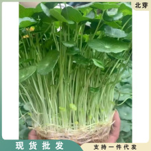 铜钱草带叶子绿植盆栽水培植物室内阳台办公室金钱草吸甲醛花