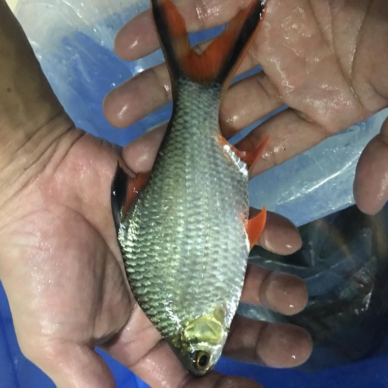 观赏鱼金凤鱼银凤鱼活体泰国鲫双线侧鱼活体金银元宝鱼红鳍鲫鱼