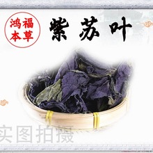 中药材批发紫苏叶  优苏叶可去腥调料量大从优 产地直供