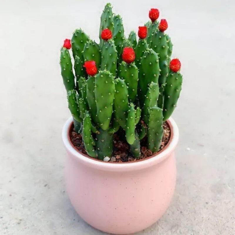 仙人掌盆栽招财手多肉植物摇钱树室内防辐射桌面四季好养花卉绿植