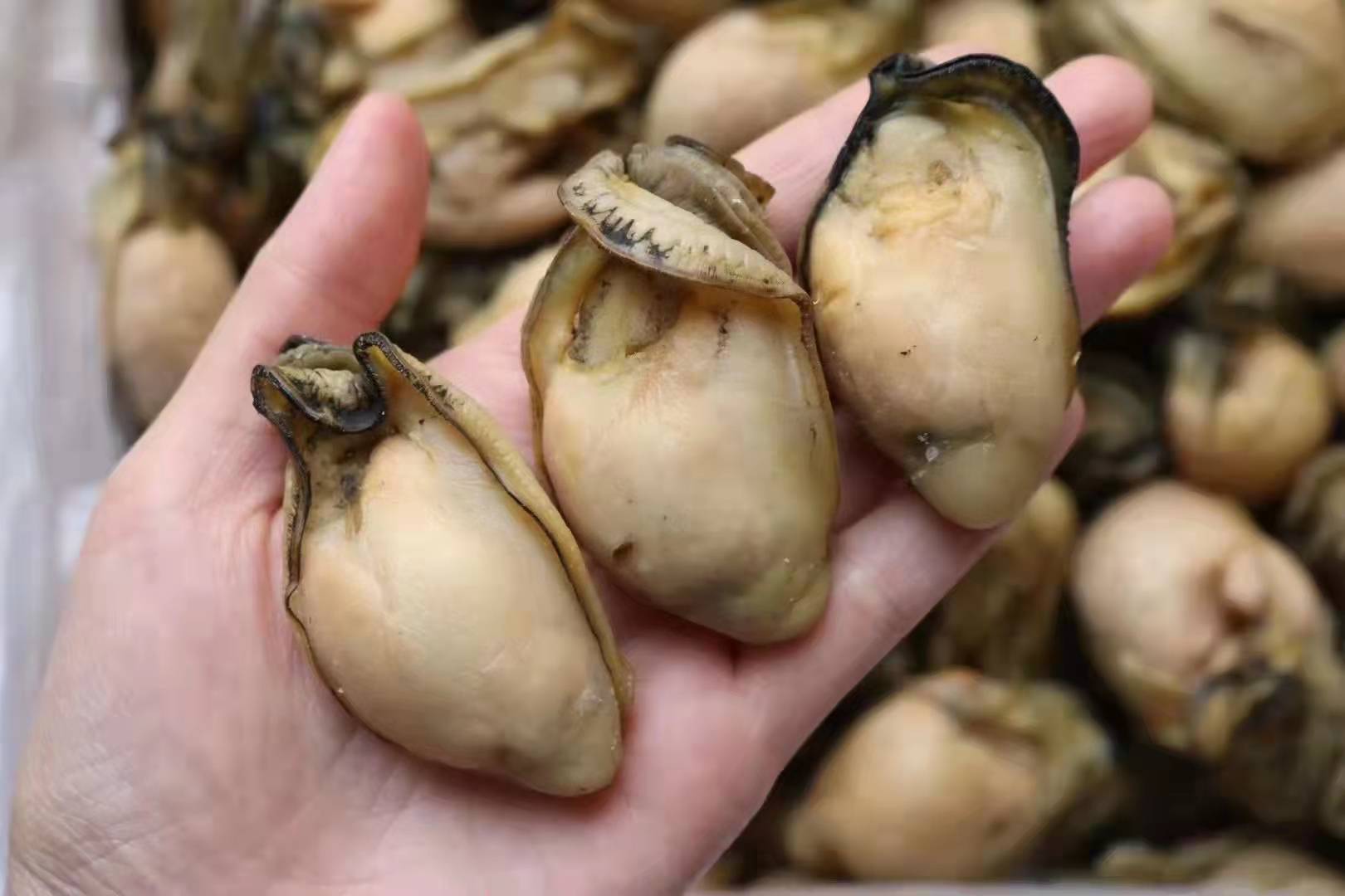 生晒蚝干海牡蛎子蚝豉蚝士干程村蚝肉海味水产干货一件代发500克