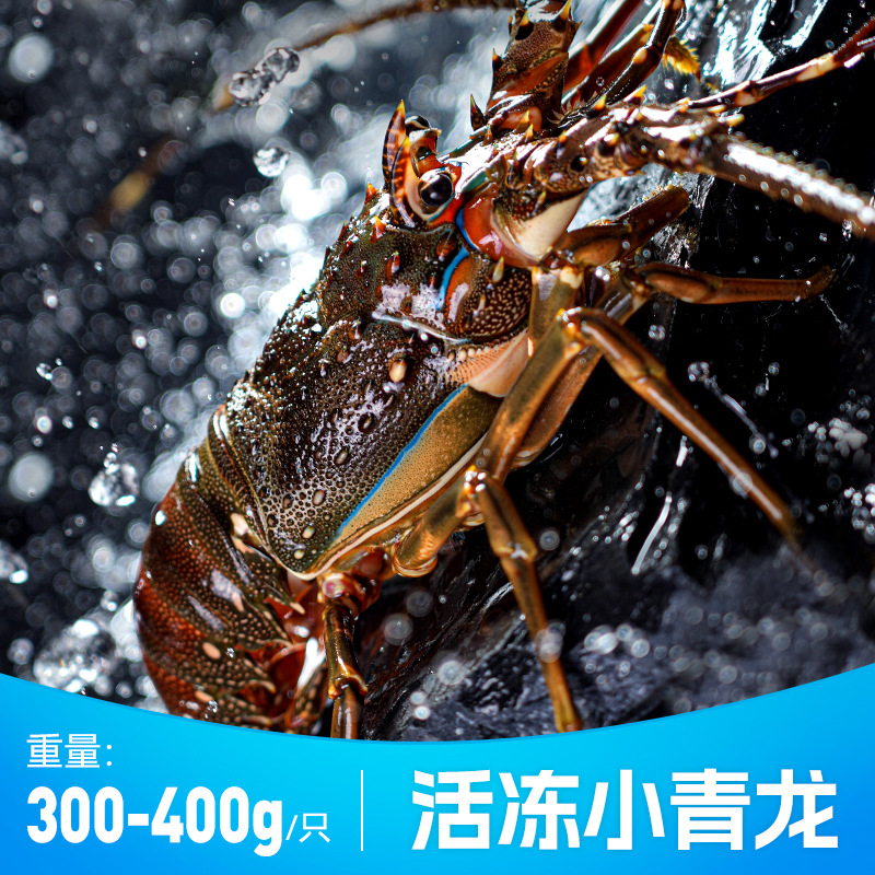 活冻小青龙龙虾肉多青龙仔鲜活冷冻新鲜奥龙澳洲大龙虾进口新鲜