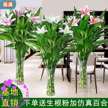 黑色魅力多头百合鲜花云南基地直发无香味亚百合小花苞_阿里巴巴找货