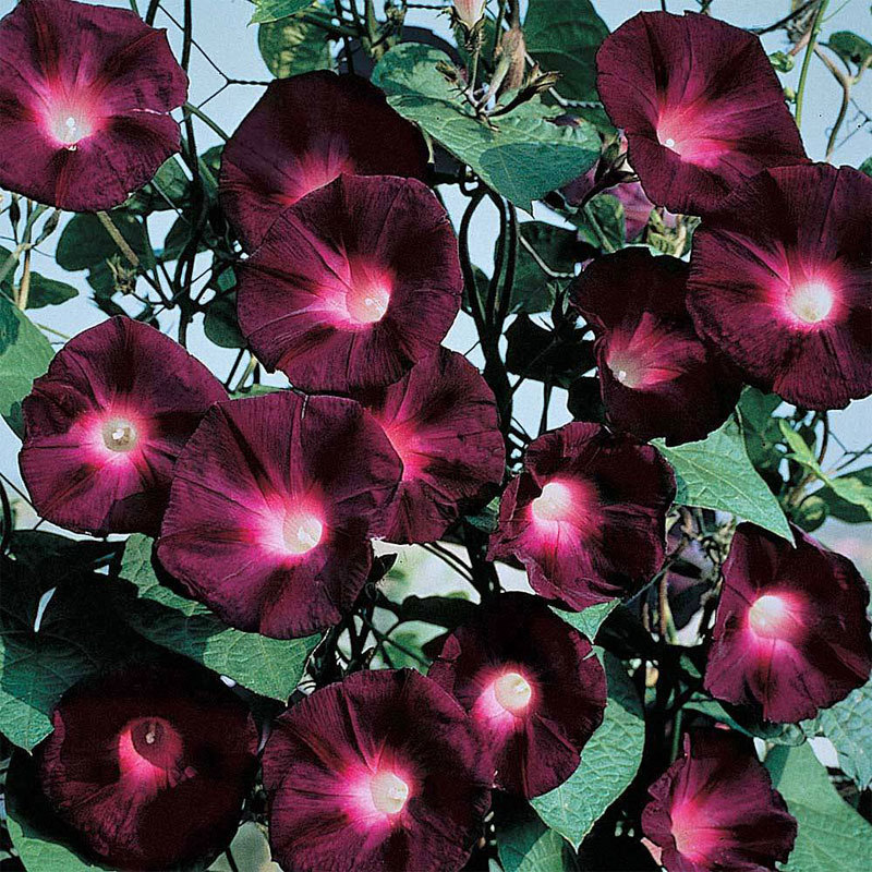 夏夏花店*tm*牵牛花*藤蔓进口花种子四季种耐寒易活攀爬花卉盆栽