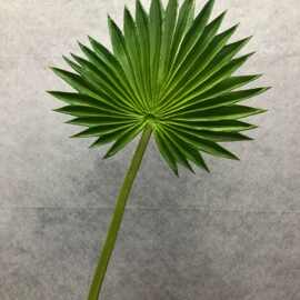 可观pu中支尖形葵叶粽叶蒲葵芭蕉叶棕榈叶绿色时尚家装仿真植物