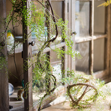 黑骨芒 花 绿植 缠绕藤蔓 蕨类植物 铁线蕨装饰造景