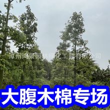 福建苗木大腹木棉苗木基地批发木棉庭院园林景观绿化工程