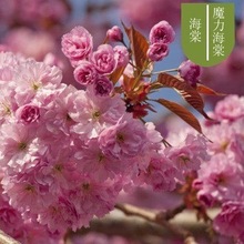 海棠花盆栽树苗老桩四季开花卉植物室内花庭院阳台名贵绿植好养活