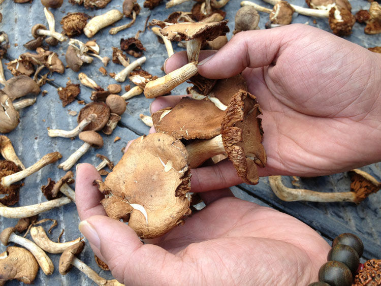 台蘑五台山野生蘑菇山西特产香菇干货菌类素食400克新鲜野生蘑菇