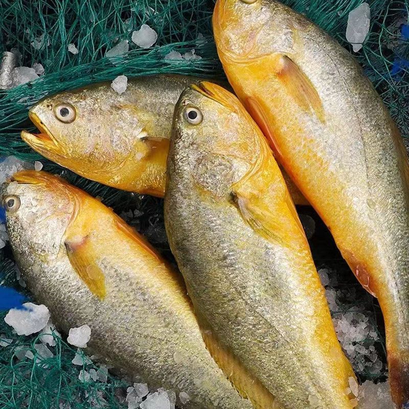 黄鱼新鲜海捕小黄花鱼鲜活冷冻海捕海鲜水产生鲜海鱼类海鲜水产