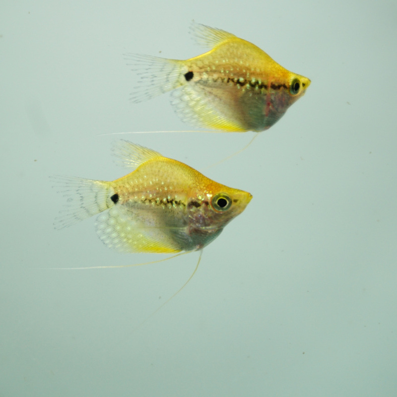 渔场直发2cm左右黄金马甲球鱼 球形鱼 热带观赏鱼 渔场大量批发