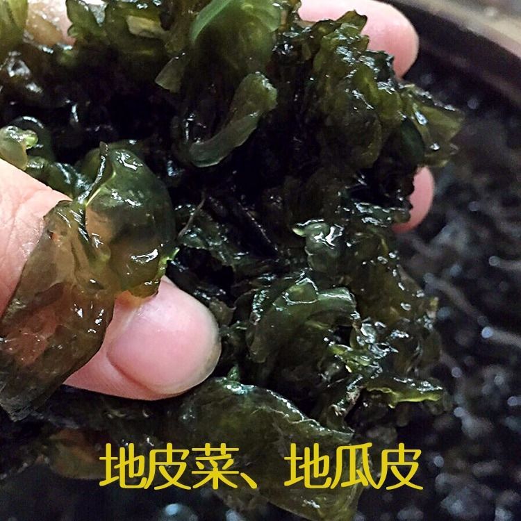 内蒙古敖汉农家采摘野生地皮菜地瓜皮地木耳50克100g干净无沙包邮