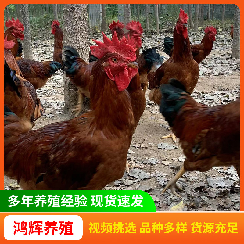 山东养殖场大量批发农村散养大红公鸡幼苗九斤红活苗成年大红公鸡